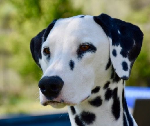 Perdita de la Borde Riva