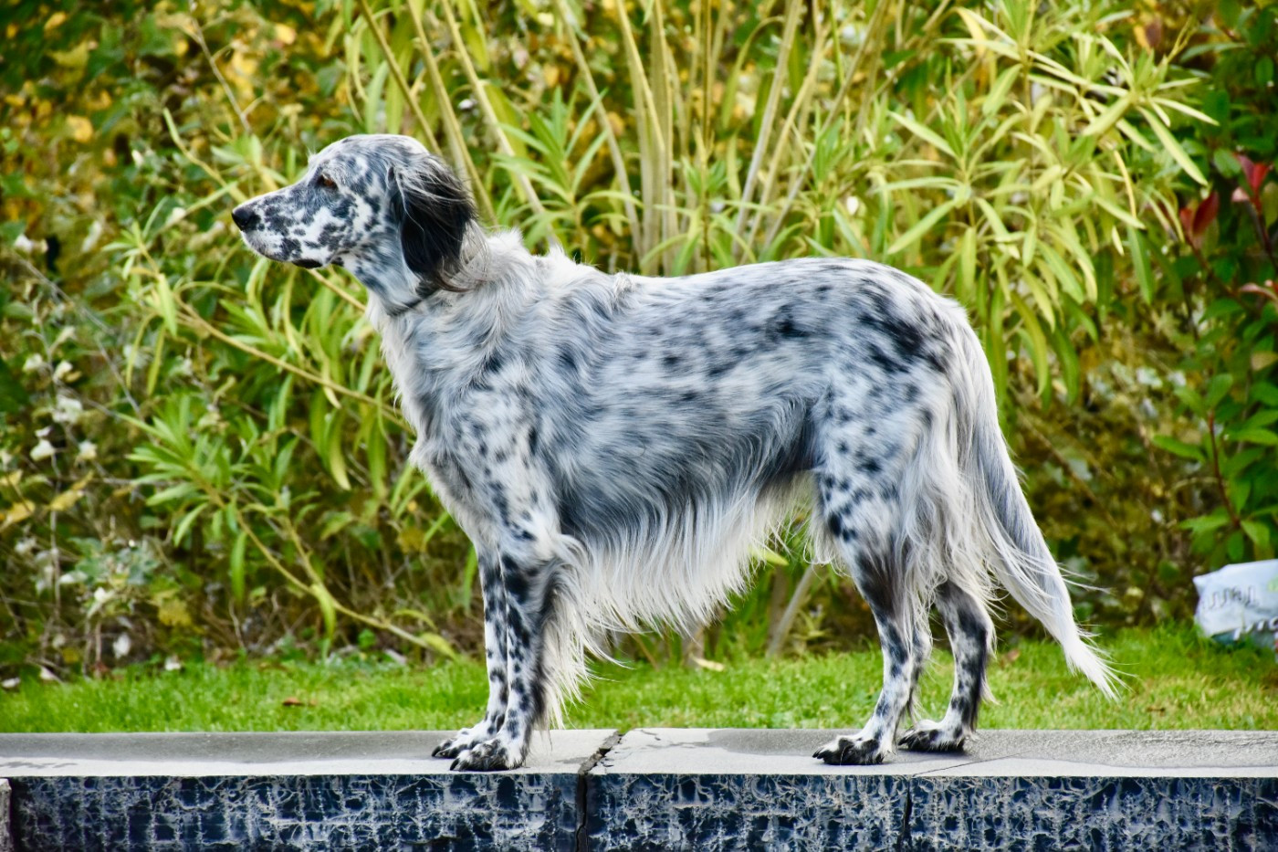 Naomie du Val de Ronceveaux Titre Initial