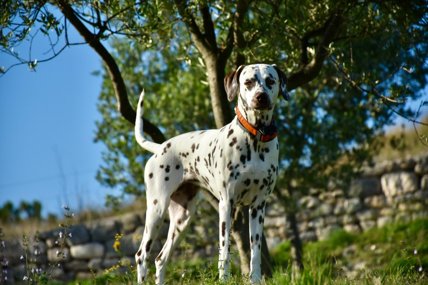 TESS, Notre REPRODUCTRICE