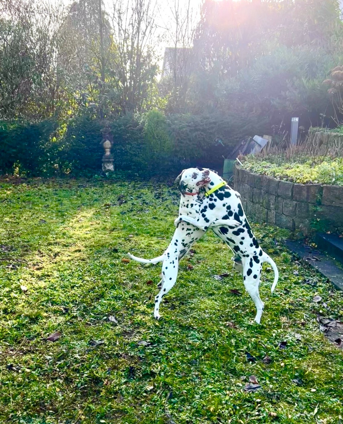 Élevage familial Chiots LOF, soucieux de l'Éthique près d'Aix en Provence
