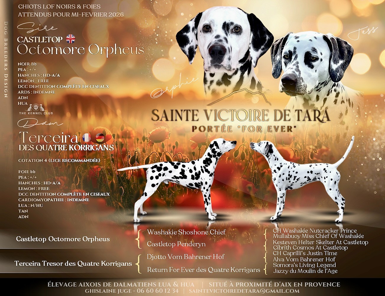 Élevage familial Chiots LOF, soucieux de l'Éthique près d'Aix en Provence