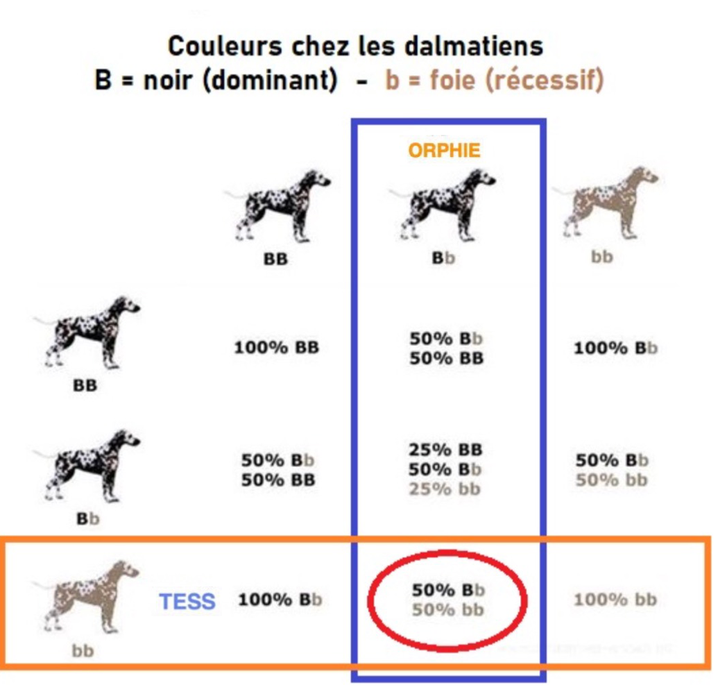 TRANSMISSION GÉNÉTIQUE Chiots