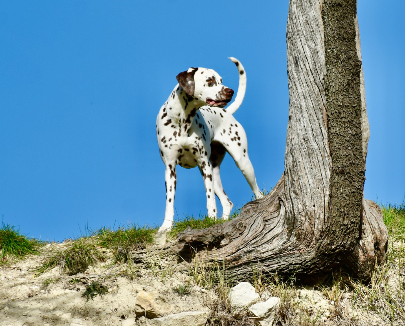 Le Printemps est là, nous restons concentrés sur la future portée 2026 !