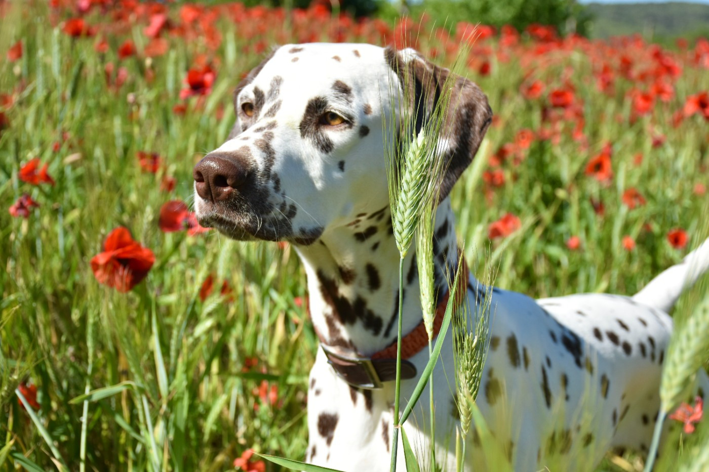Coquelicots ...